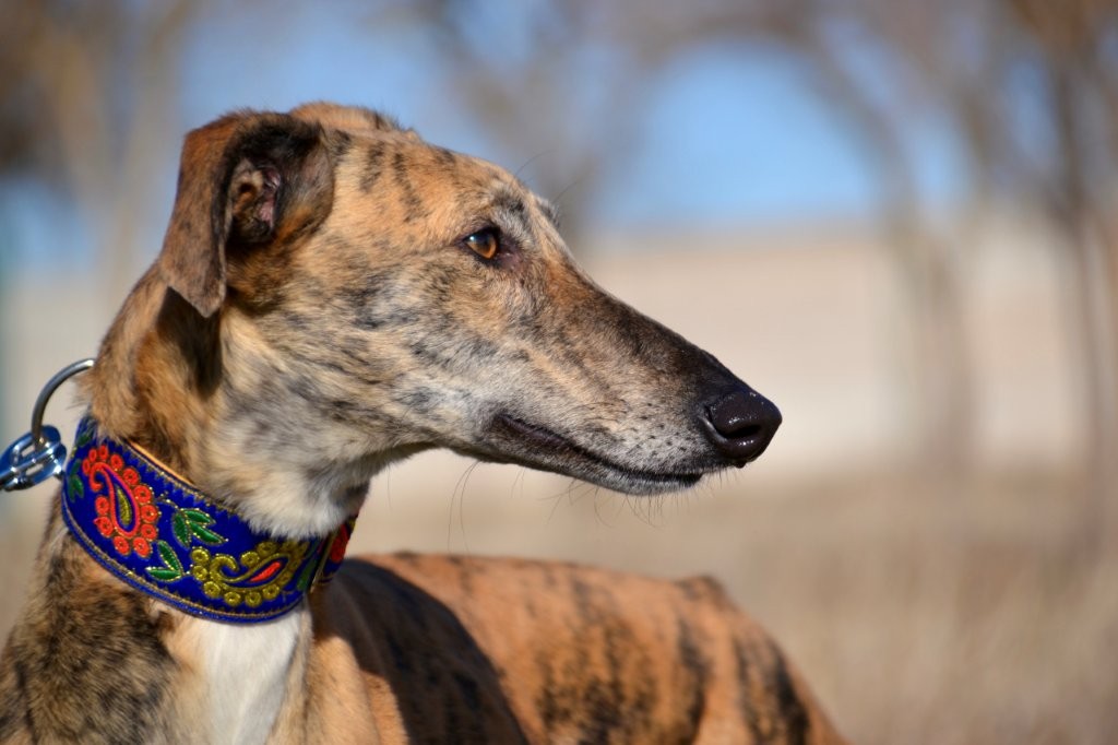 Photo de ALMA, un lévrier en attente d adoption