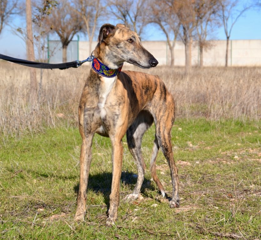 Photo de ALMA, un lévrier en attente d adoption
