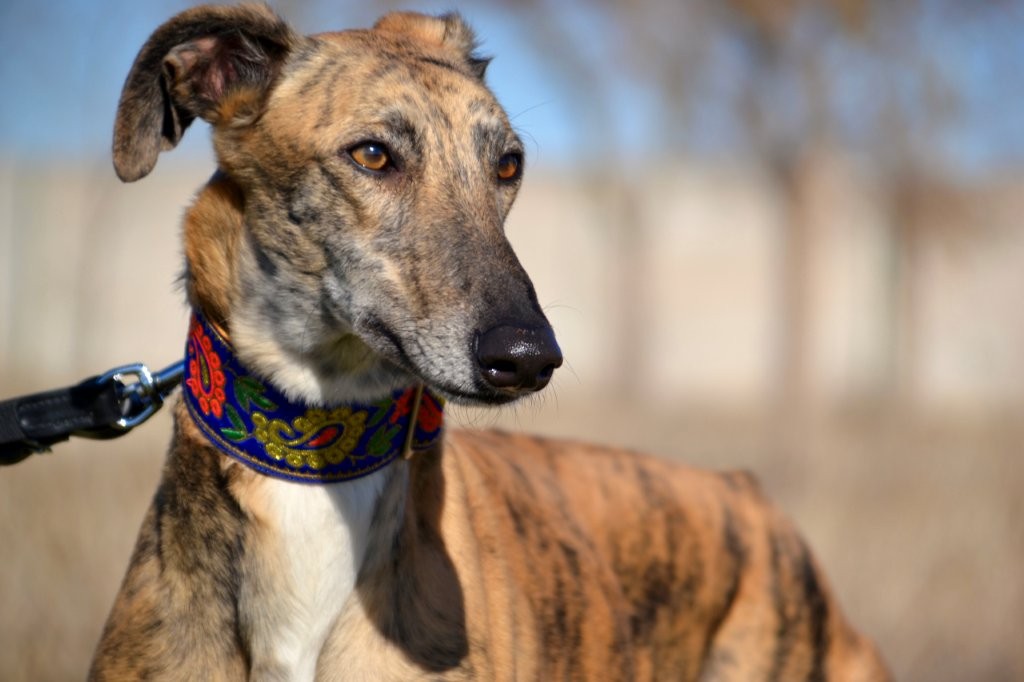 Photo de ALMA, un lévrier en attente d adoption