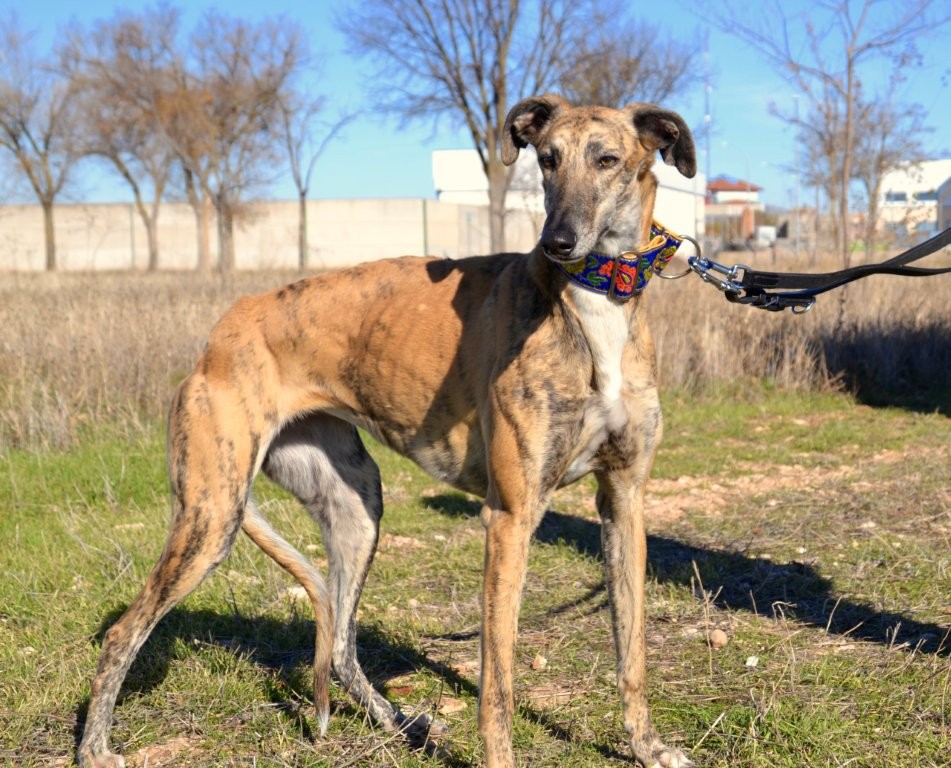 Photo de ALMA, un lévrier en attente d adoption