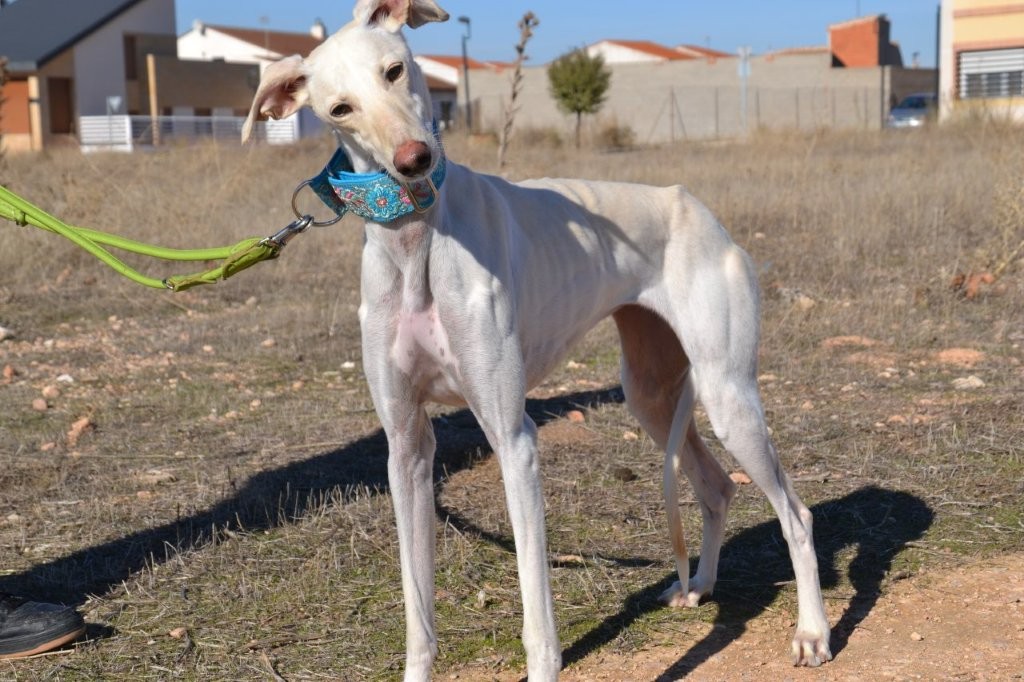 Photo de BELEN, un lévrier en attente d adoption