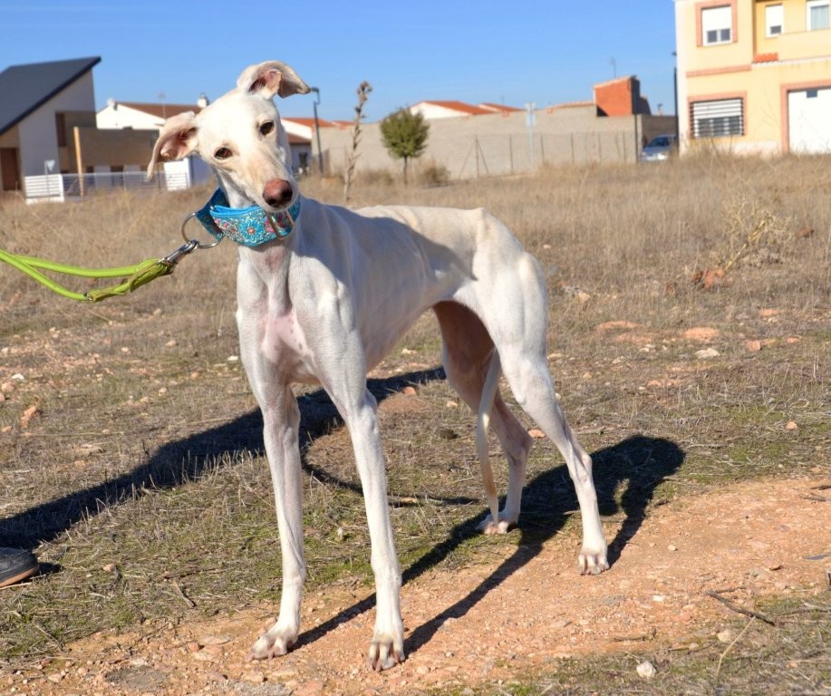 Photo de BELEN, un lévrier en attente d adoption