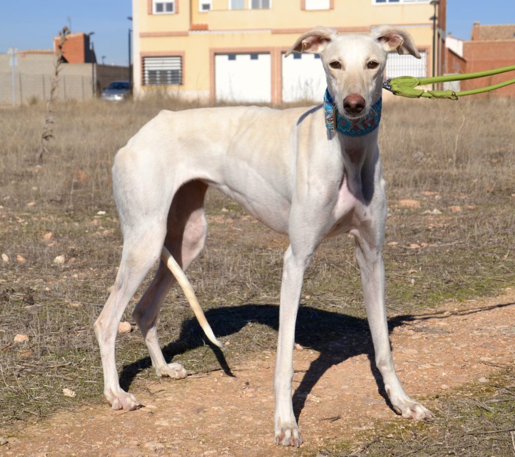 Photo de BELEN, un lévrier en attente d adoption