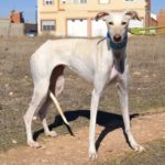 Photo de BELEN, un lévrier à adopté