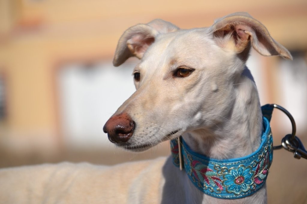Photo de BELEN, un lévrier en attente d adoption