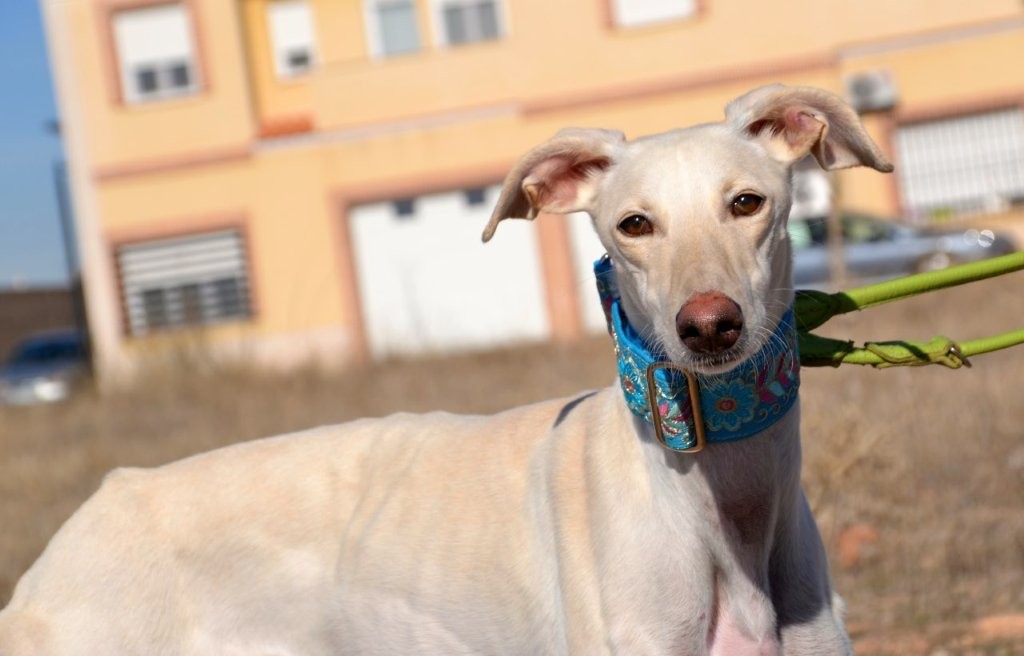 Photo de BELEN, un lévrier en attente d adoption