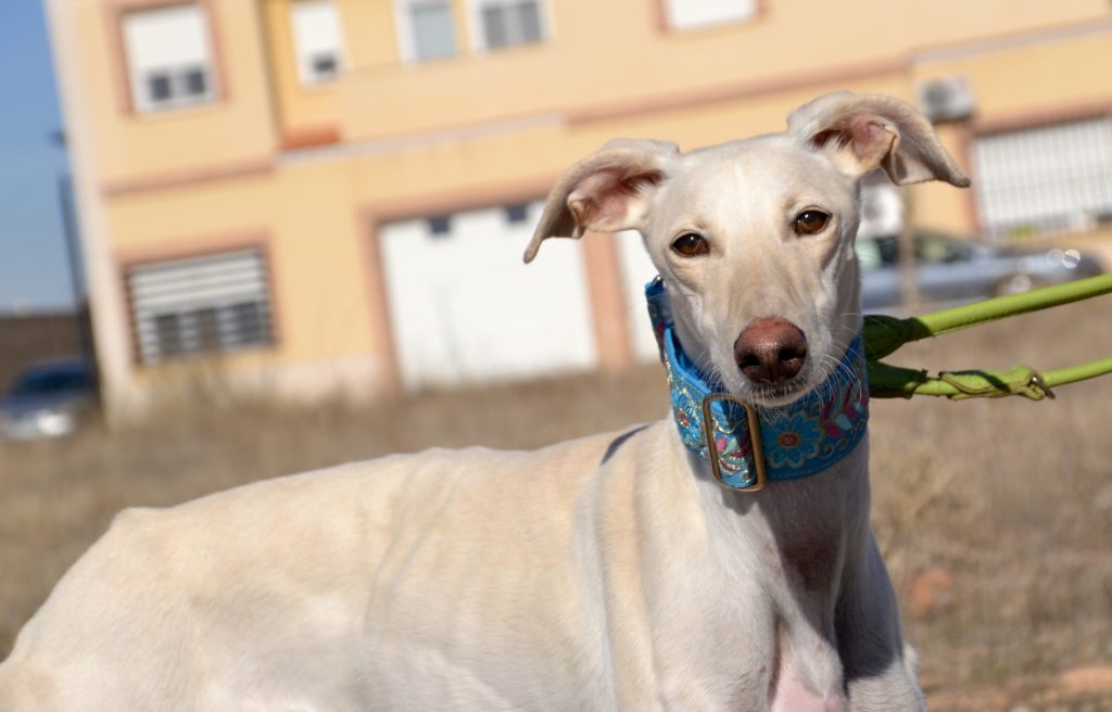 Photo de BELEN, un lévrier en attente d adoption