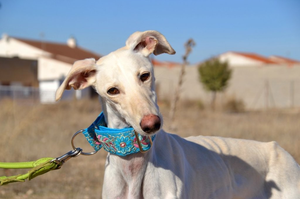 Photo de BELEN, un lévrier en attente d adoption