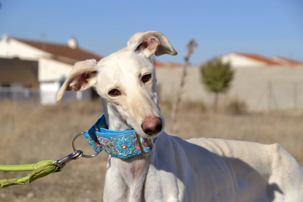 Photo de BELEN, un lévrier en attente d adoption