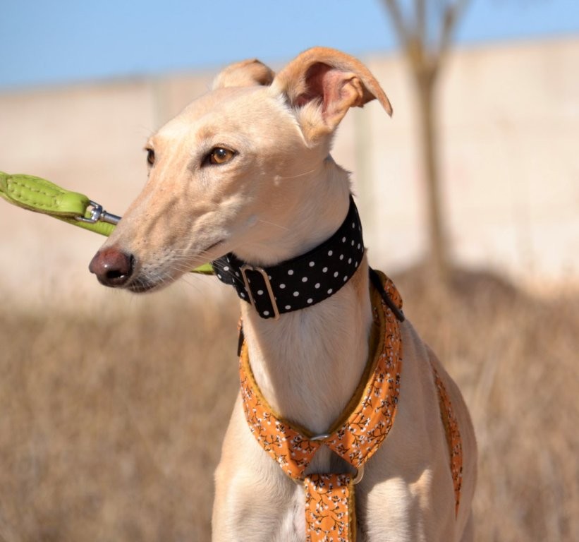Photo de BRENDA, un lévrier en attente d adoption