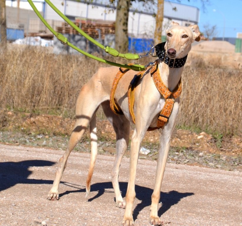Photo de BRENDA, un lévrier en attente d adoption