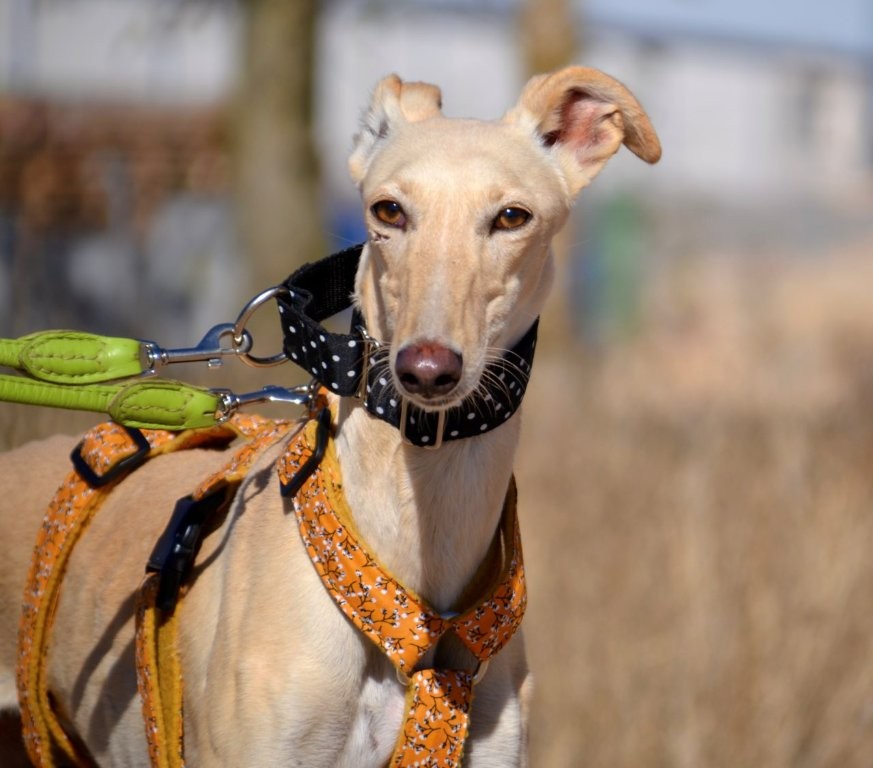 Photo de BRENDA, un lévrier en attente d adoption