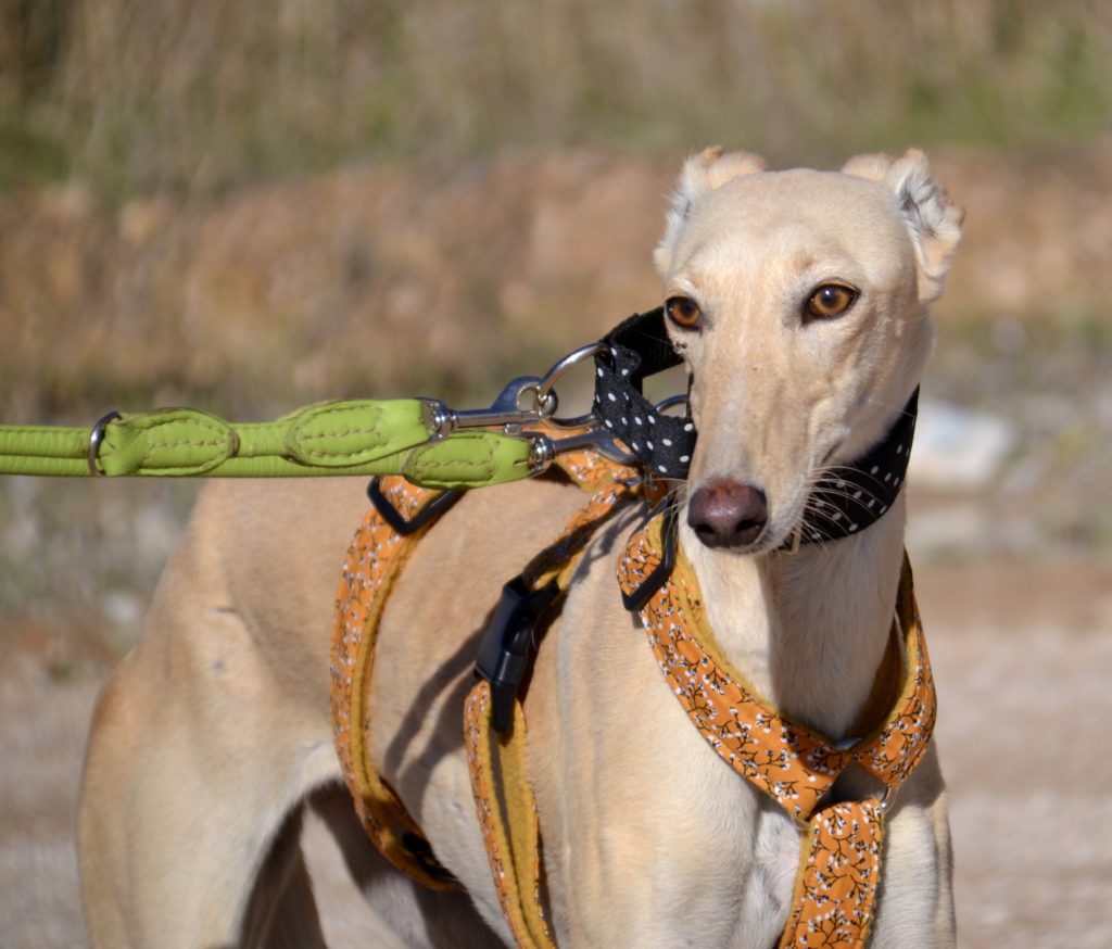 Photo de BRENDA, un lévrier en attente d adoption