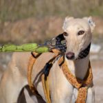 Photo de BRENDA, un lévrier à adopté