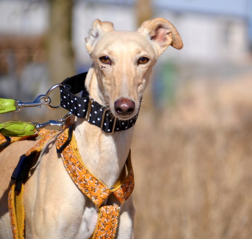 Photo de BRENDA, un lévrier en attente d adoption