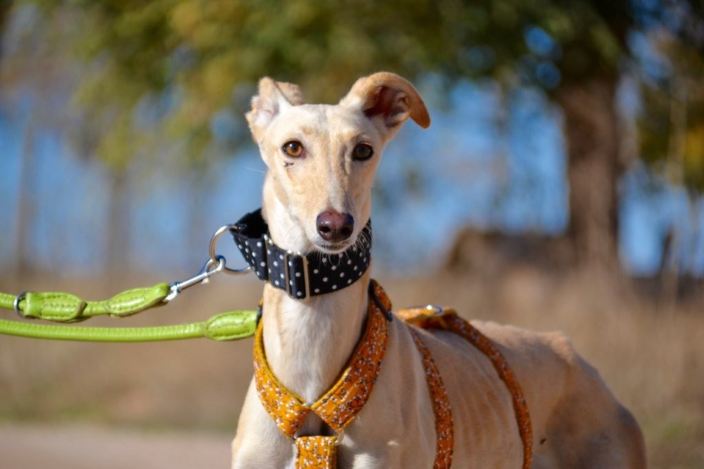 Photo de BRENDA, un lévrier en attente d adoption