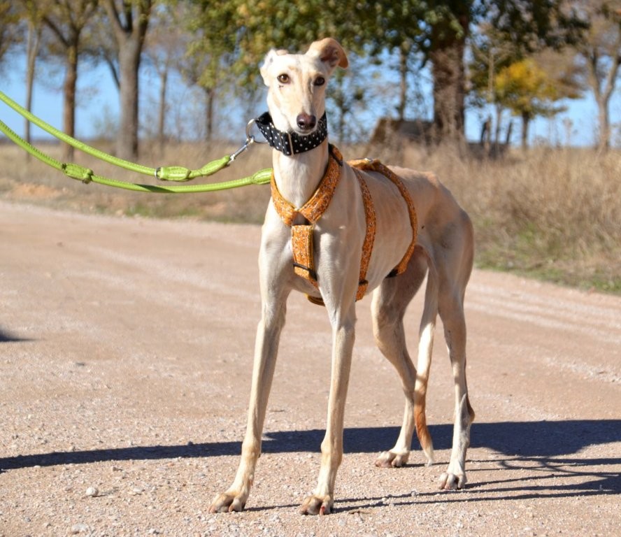 Photo de BRENDA, un lévrier en attente d adoption