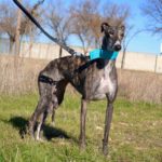 Photo de CAREY, un lévrier à adopté