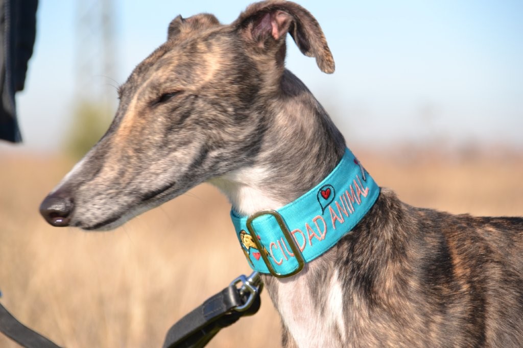 Photo de CAREY, un lévrier en attente d adoption