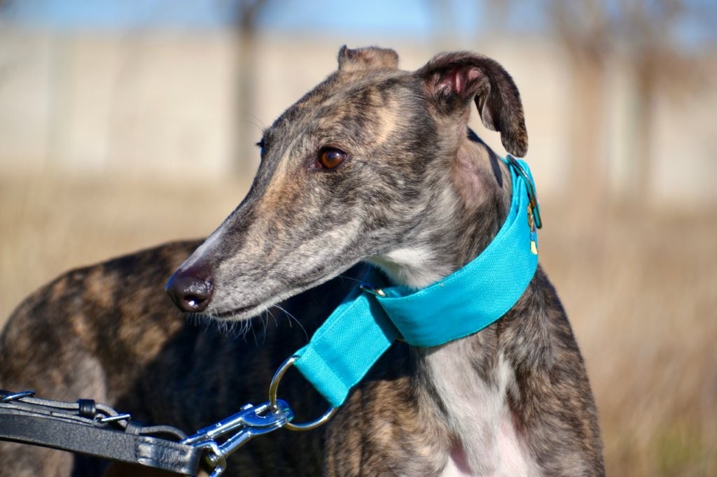 Photo de CAREY, un lévrier en attente d adoption