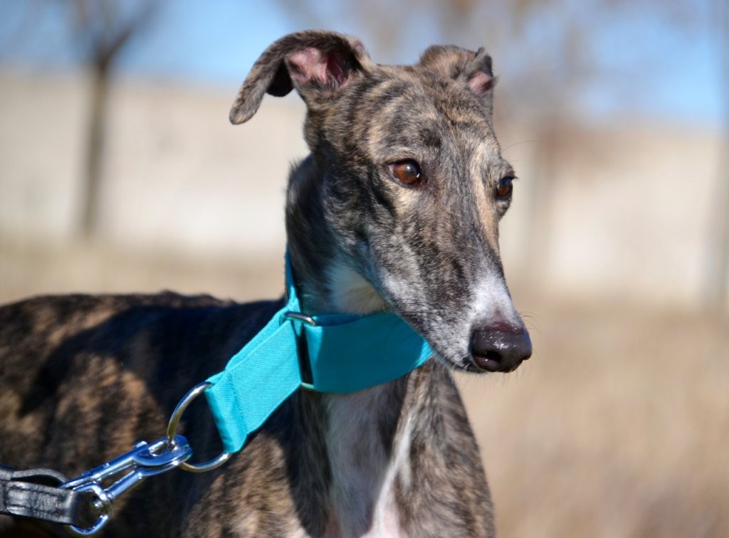 Photo de CAREY, un lévrier en attente d adoption