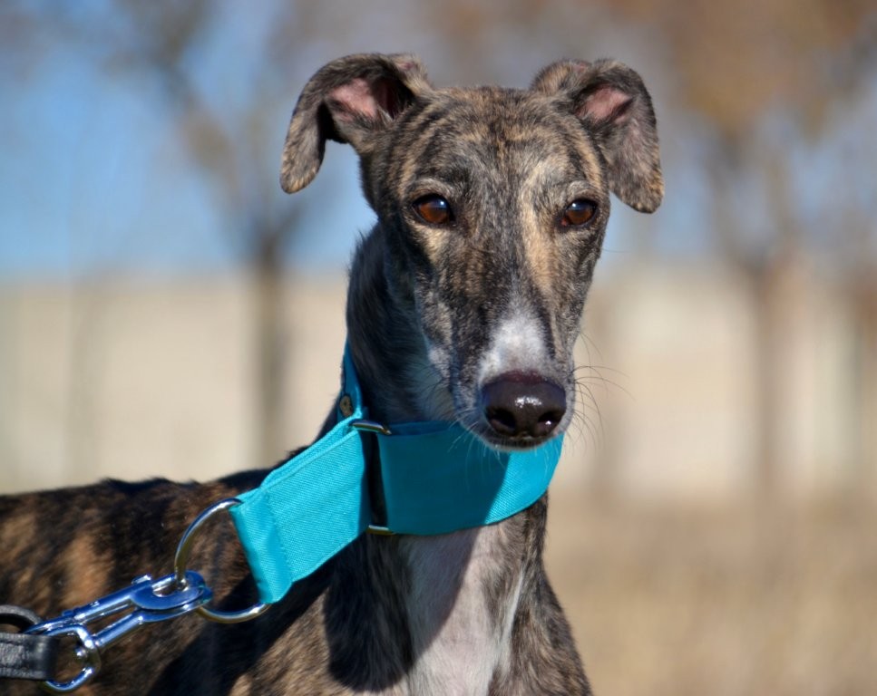 Photo de CAREY, un lévrier en attente d adoption