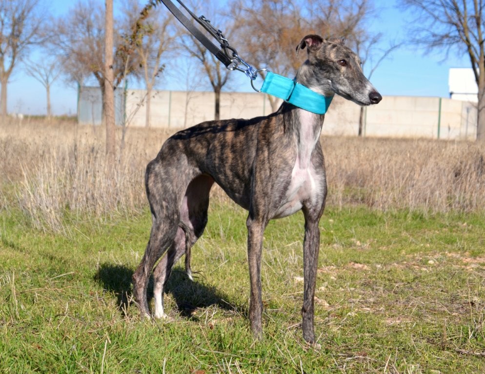 Photo de CAREY, un lévrier en attente d adoption