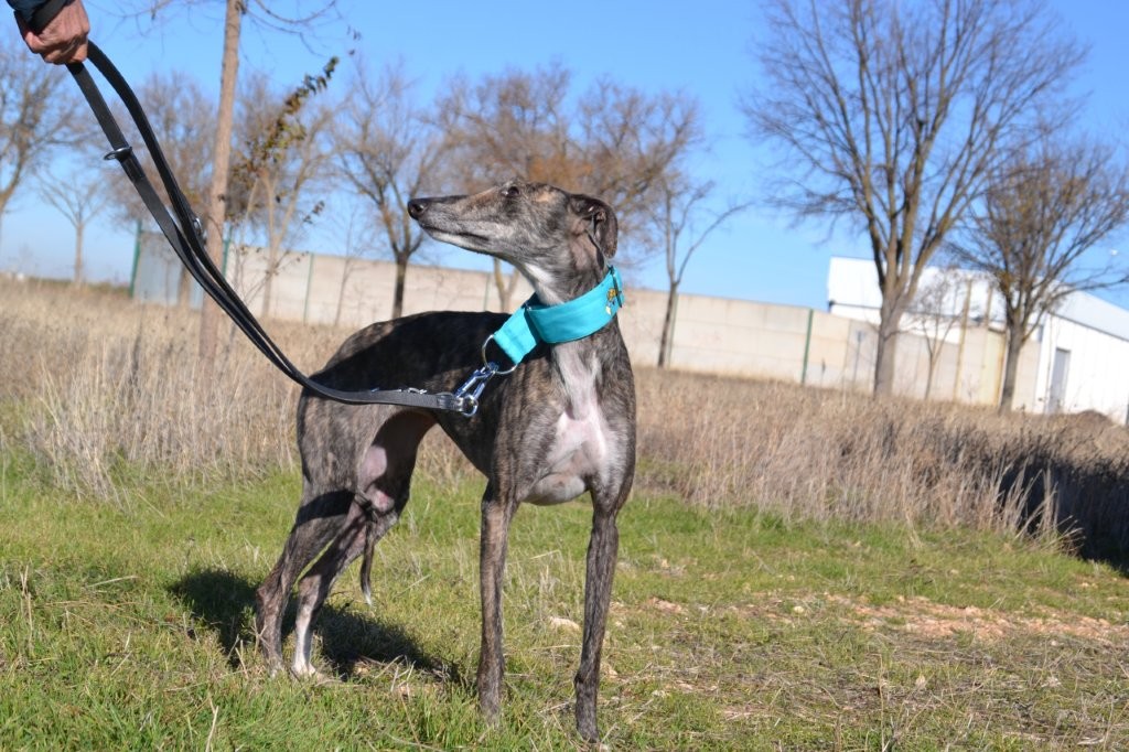 Photo de CAREY, un lévrier en attente d adoption
