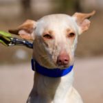 Photo de CHICA, un lévrier à adopté