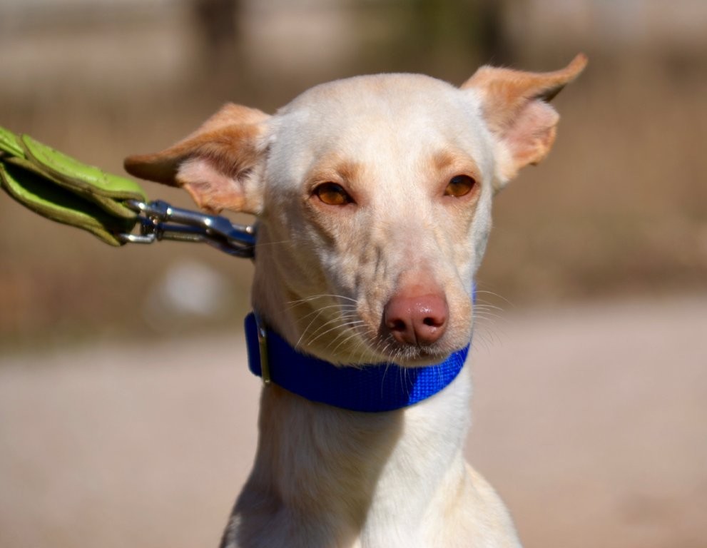 Photo de CHICA, un lévrier en attente d adoption