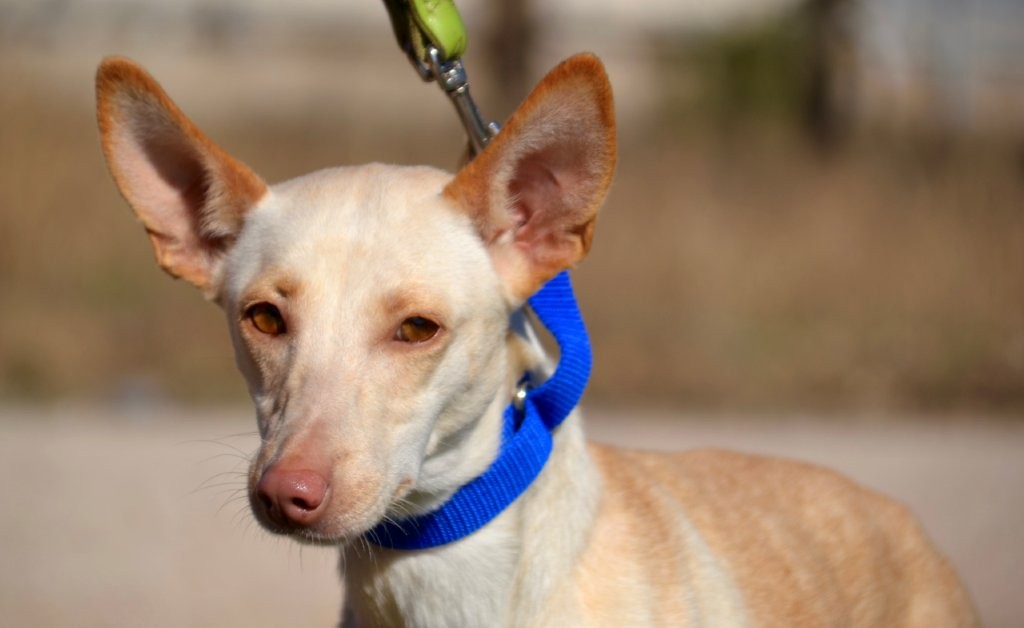 Photo de CHICA, un lévrier en attente d adoption