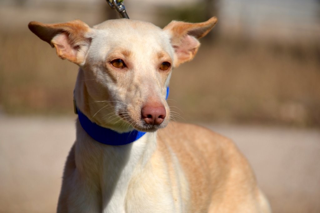 Photo de CHICA, un lévrier en attente d adoption