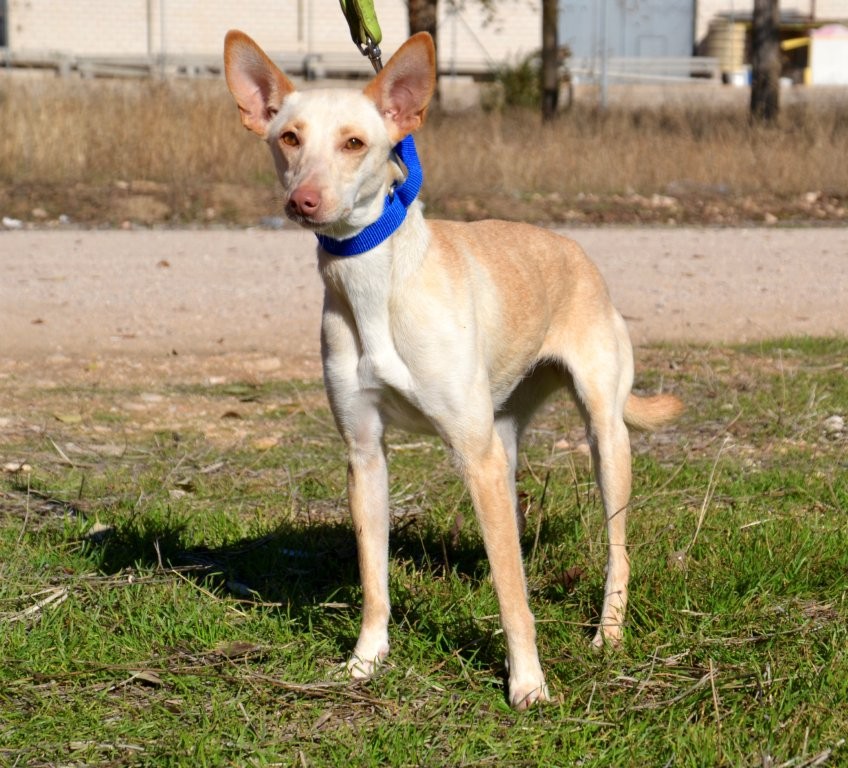 Photo de CHICA, un lévrier en attente d adoption