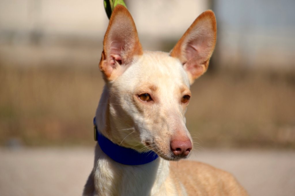Photo de CHICA, un lévrier en attente d adoption