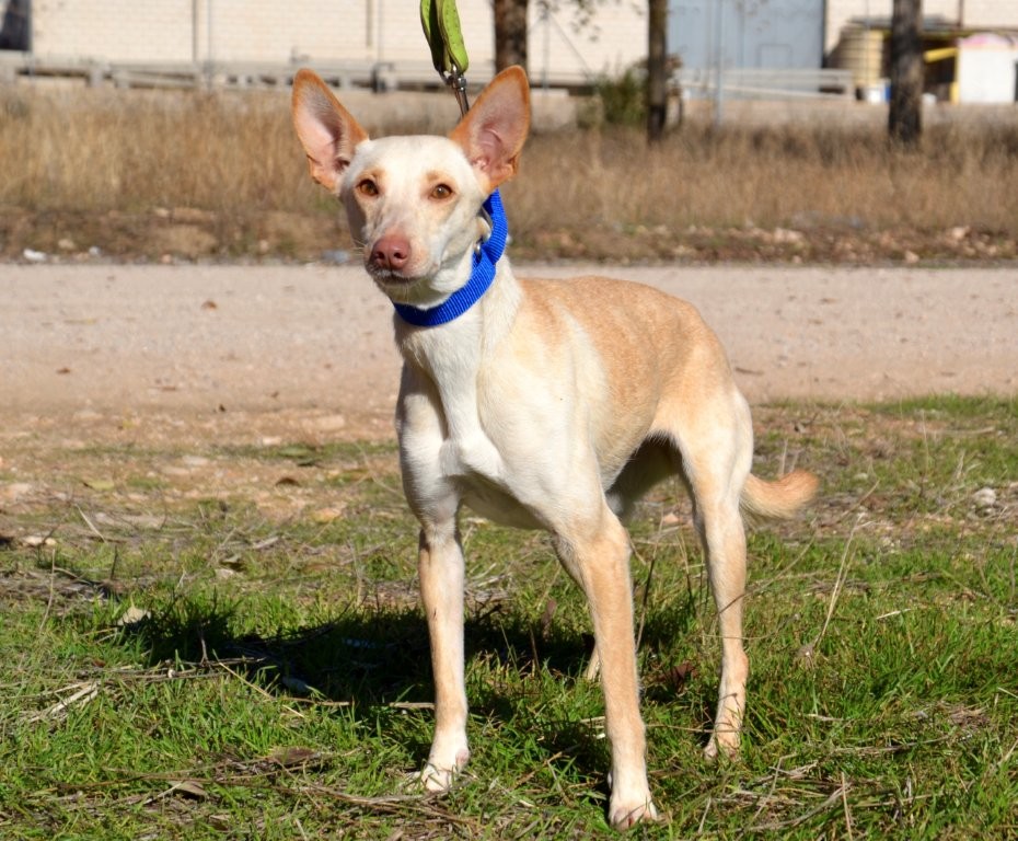 Photo de CHICA, un lévrier en attente d adoption