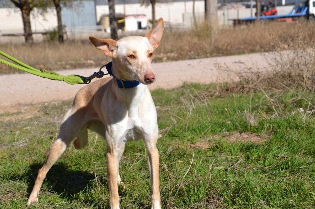 Photo de CHICA, un lévrier en attente d adoption