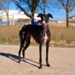 Photo de DANA, un lévrier à adopté