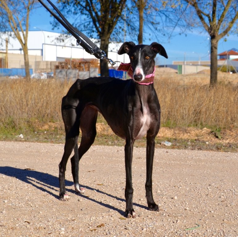 Photo de DANA, un lévrier en attente d adoption