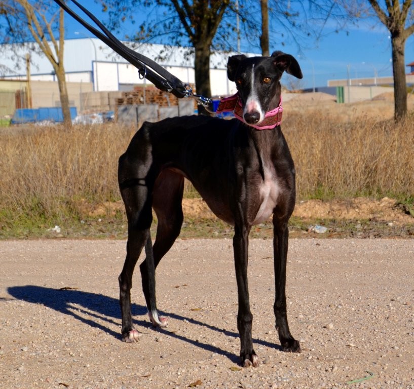 Photo de DANA, un lévrier en attente d adoption