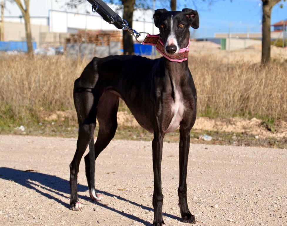 Photo de DANA, un lévrier en attente d adoption