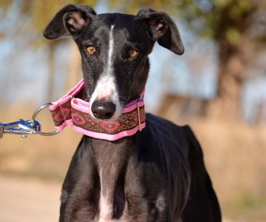 Photo de DANA, un lévrier en attente d adoption