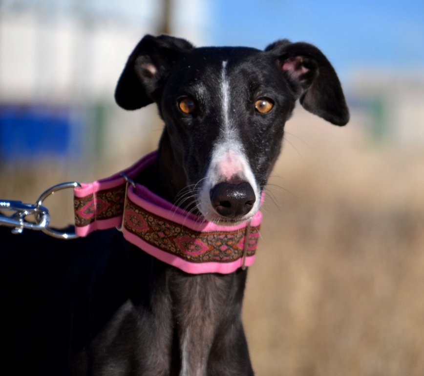 Photo de DANA, un lévrier en attente d adoption