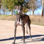 Photo de DUMAN, un lévrier à adopté