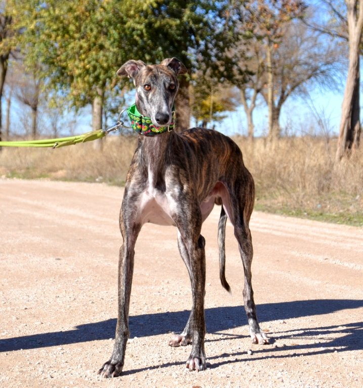 Photo de DUMAN, un lévrier en attente d adoption