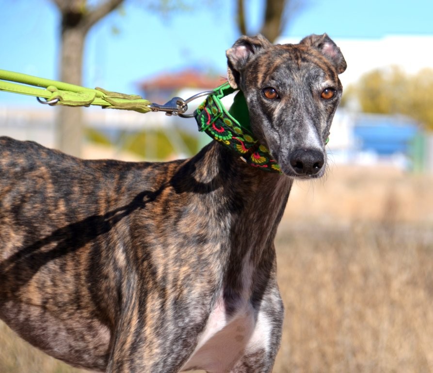 Photo de DUMAN, un lévrier en attente d adoption