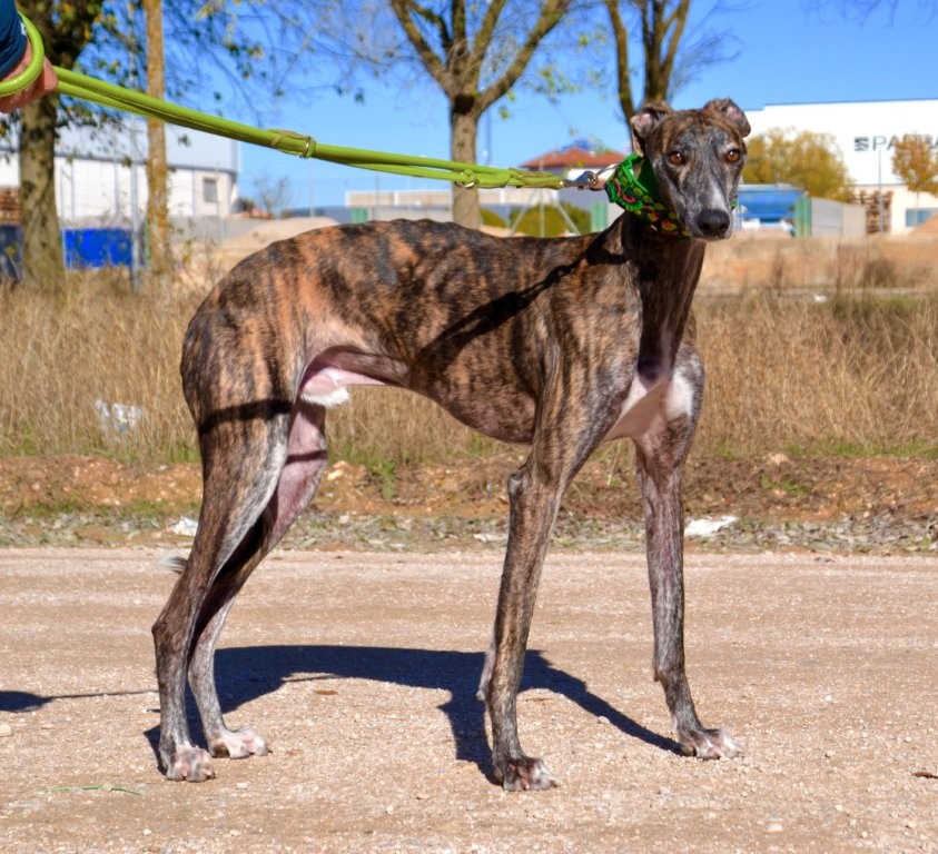 Photo de DUMAN, un lévrier en attente d adoption