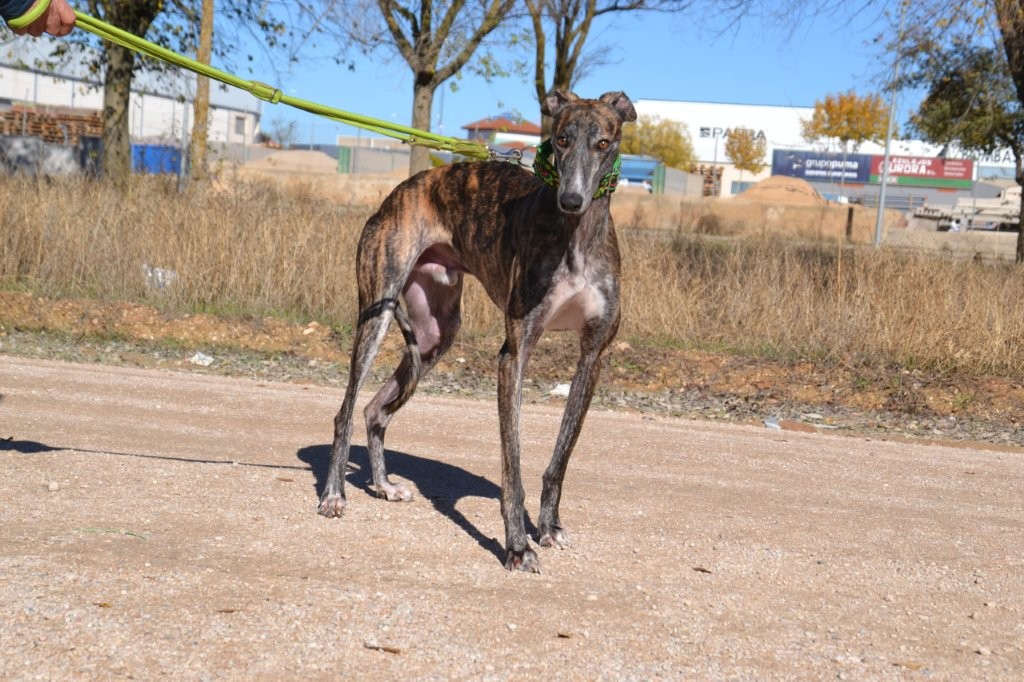 Photo de DUMAN, un lévrier en attente d adoption