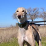 Photo de ELECTRA, un lévrier à adopté