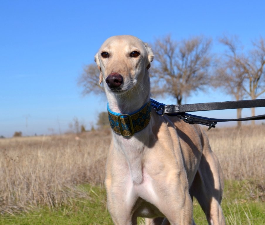 Photo de ELECTRA, un lévrier en attente d adoption