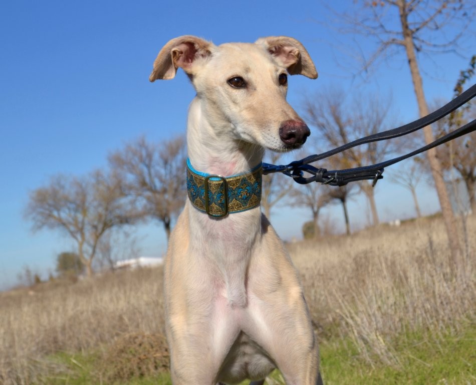 Photo de ELECTRA, un lévrier en attente d adoption